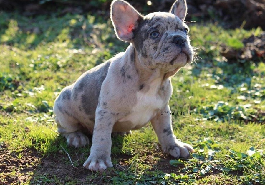 Bulldog Francez de Vanzare, blue, merle, negru, bej, pete/ Transport in Tara/EU