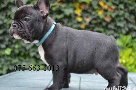Bulldog Francez de Vanzare, blue, merle, negru, bej, pete/ Transport in Tara/EU