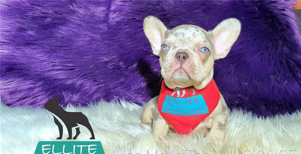 Bulldog Francez - Ellite Kennel, Lilac Merle Tan, Blue Merle Tan, Lilac Tan Isabella carrier - sale
