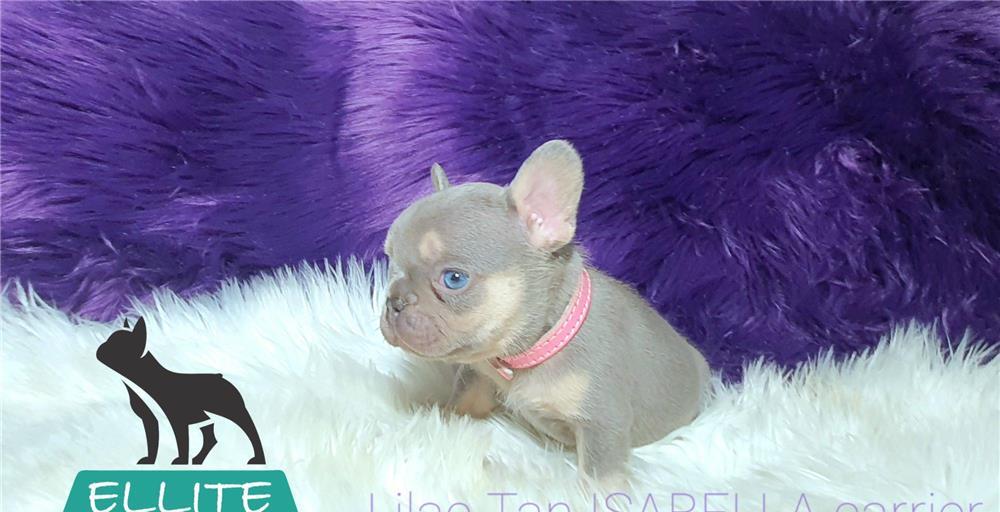 Bulldog Francez - Ellite Kennel, Lilac Merle Tan, Blue Merle Tan, Lilac Tan Isabella carrier - sale