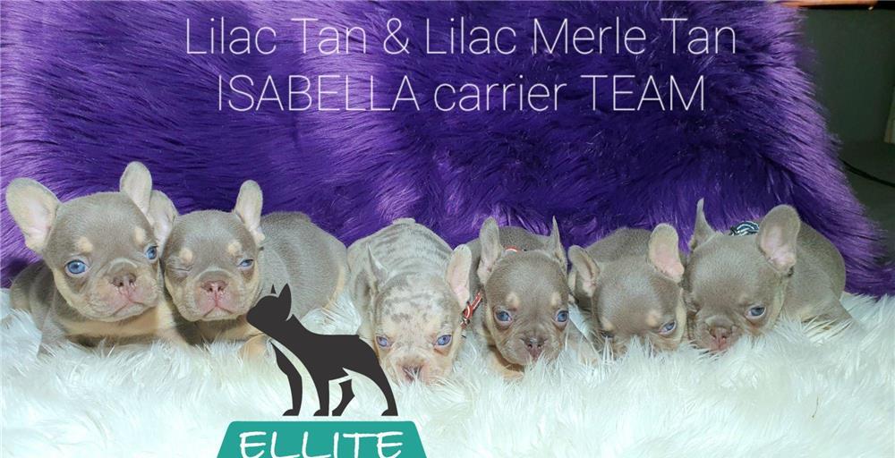 Bulldog Francez - Ellite Kennel, Lilac Merle Tan, Blue Merle Tan, Lilac Tan Isabella carrier - sale