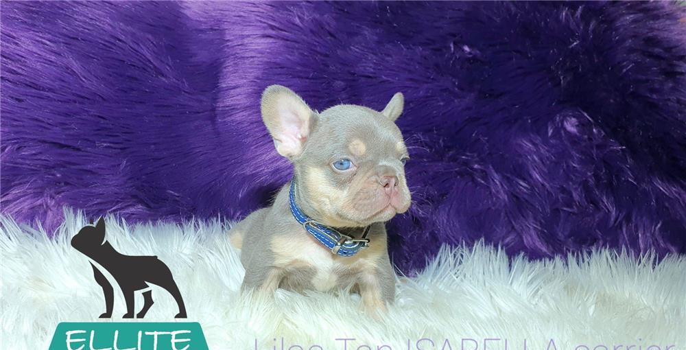Bulldog Francez - Ellite Kennel, Lilac Merle Tan, Blue Merle Tan, Lilac Tan Isabella carrier - sale