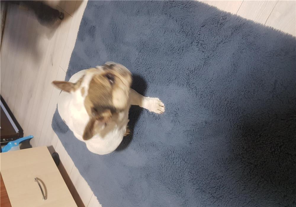 Bulldog francez femela