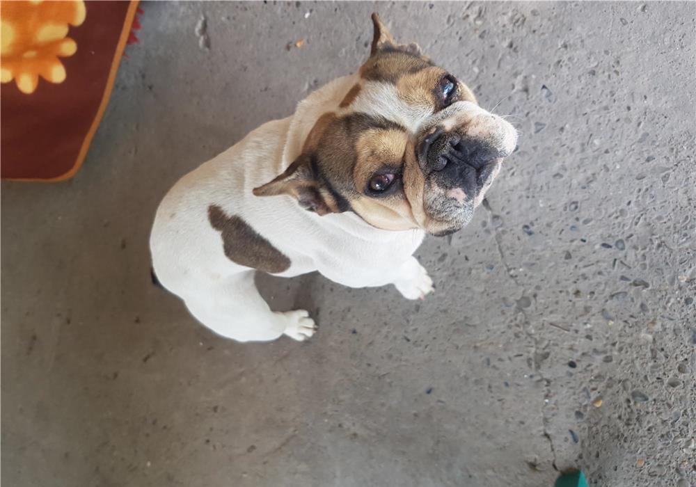 Bulldog francez femela
