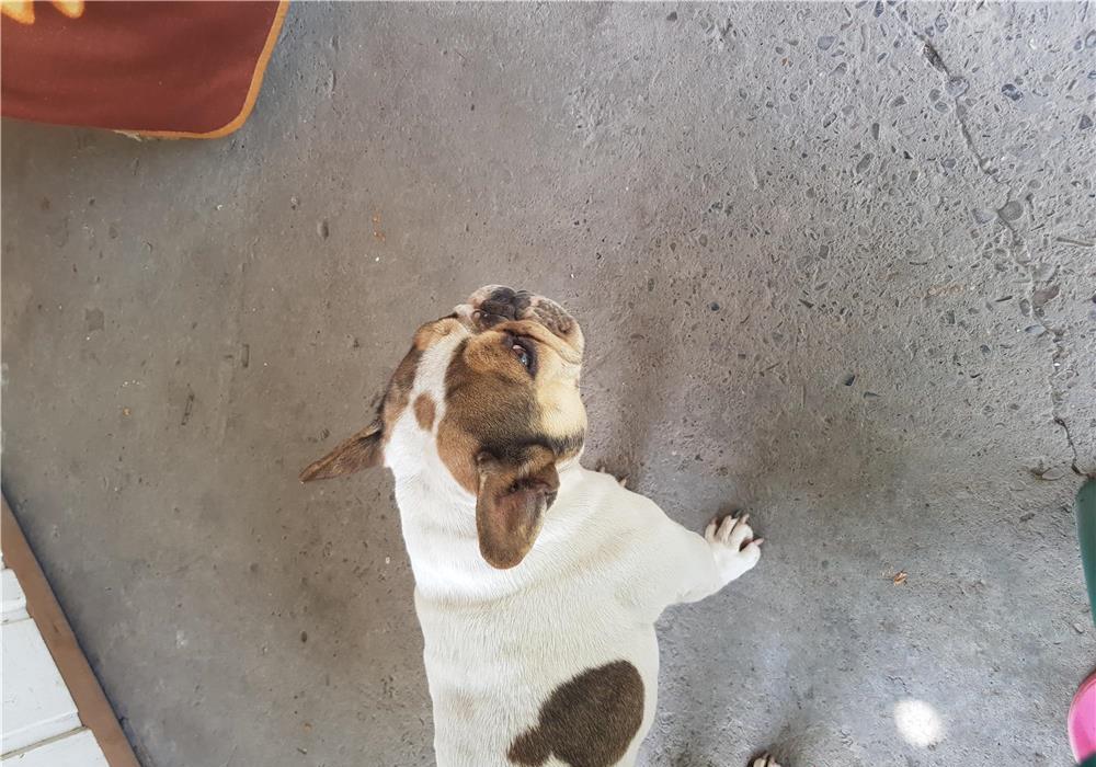 Bulldog francez femela