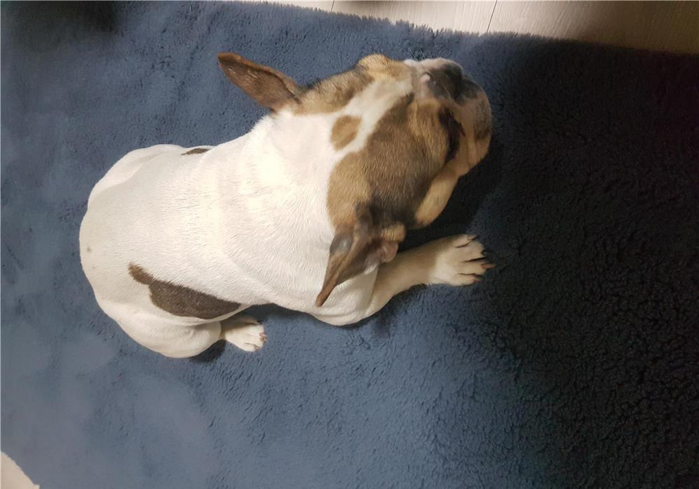 Bulldog francez femela