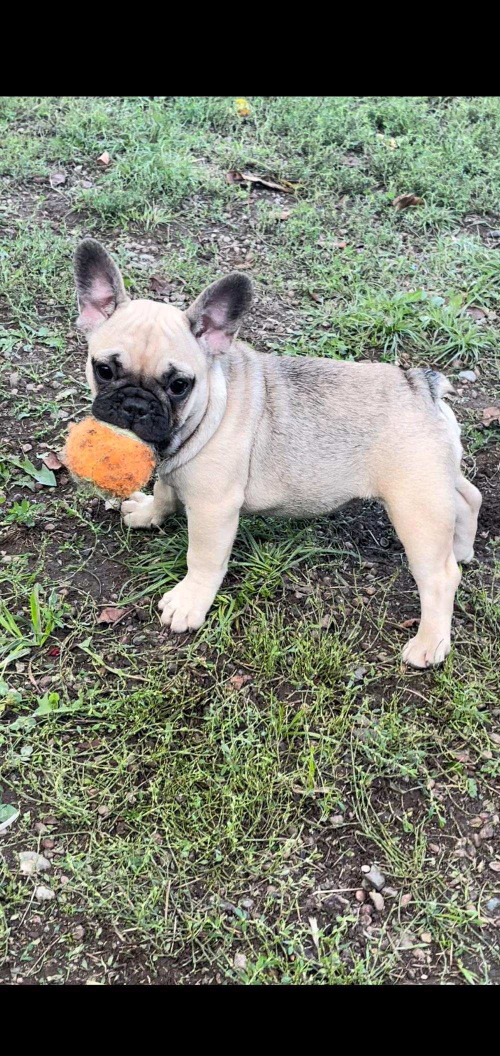 Bulldog-francez femele si masculi vârsta 15 saptamani