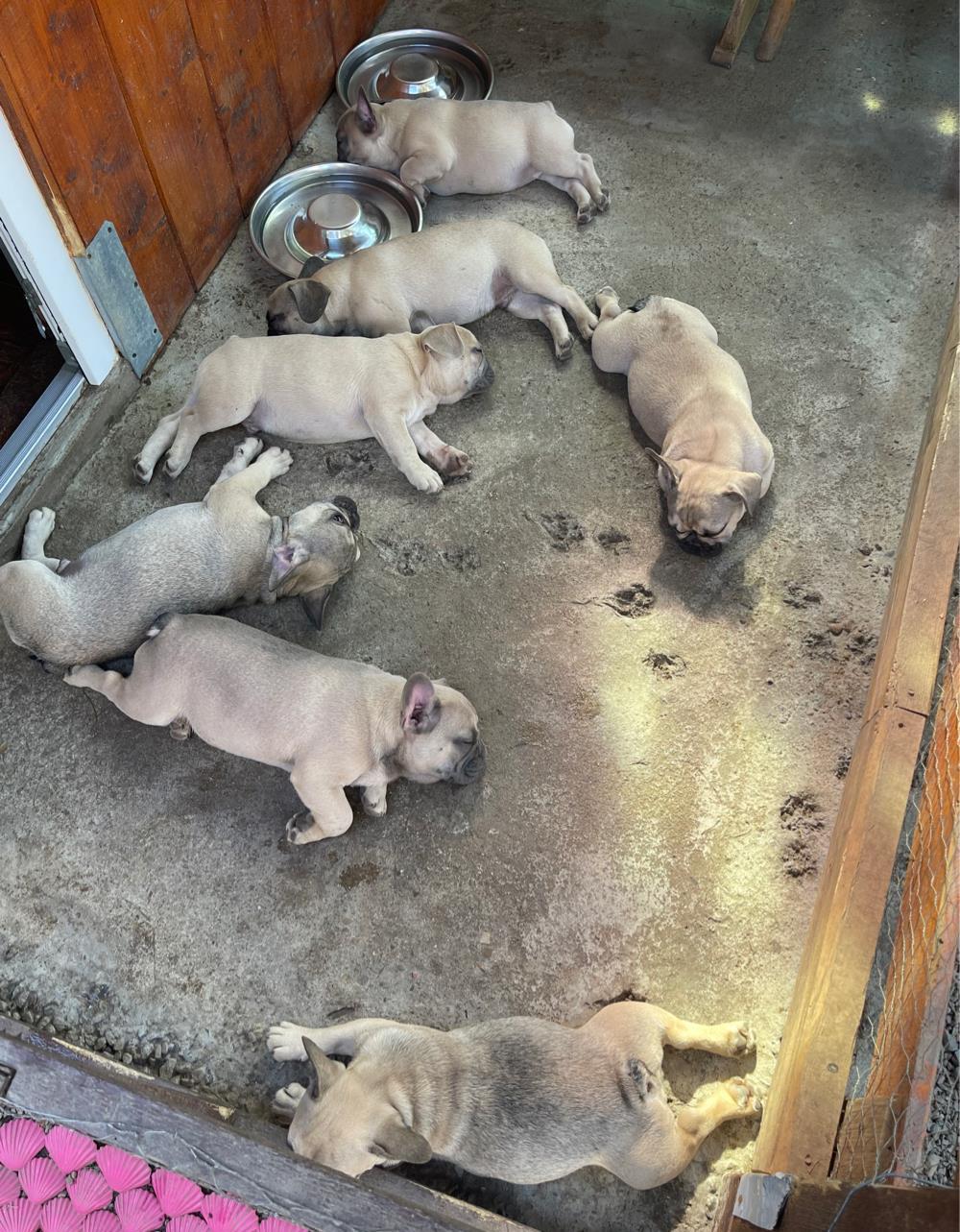 Bulldog-francez femele si masculi vârsta 15 saptamani