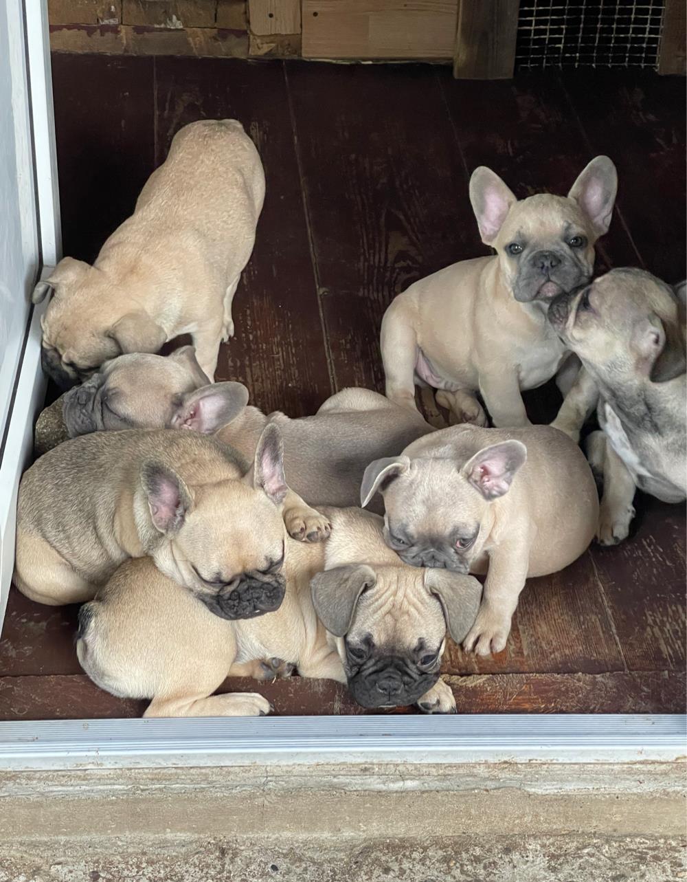 Bulldog-francez femele si masculi vârsta 15 saptamani