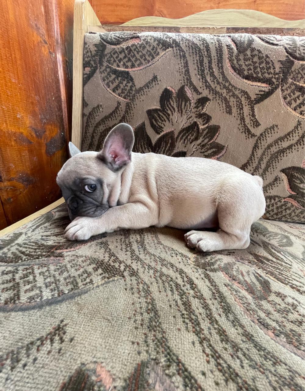 Bulldog-francez femele si masculi vârsta 15 saptamani