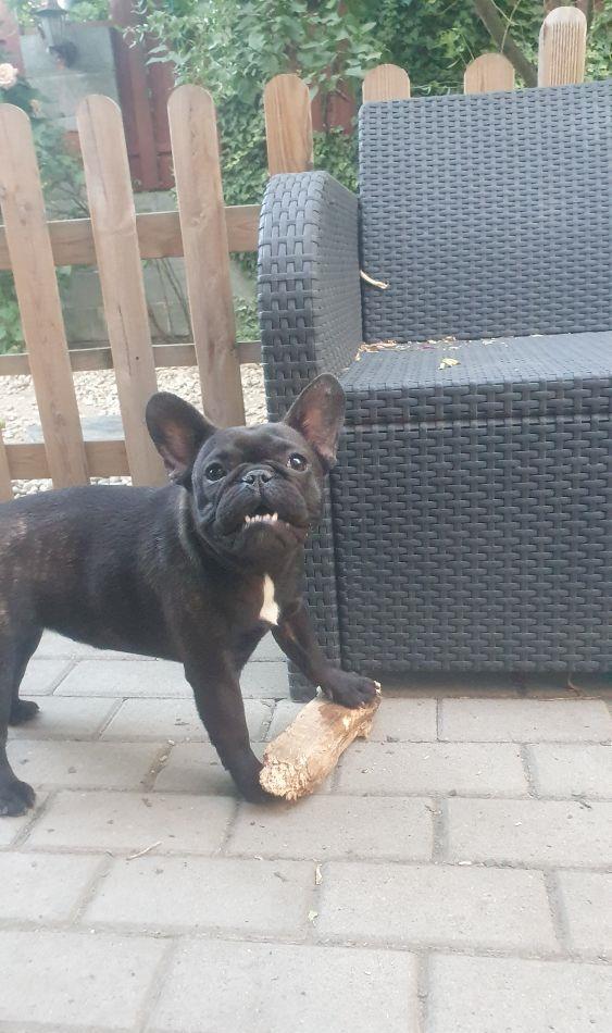 Bulldog Francez Pedigree