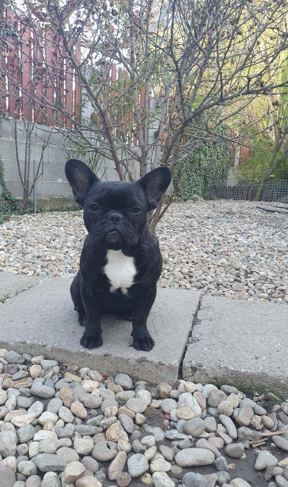 Bulldog Francez Pedigree