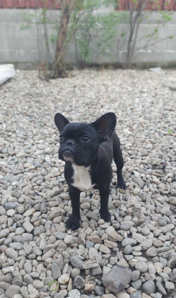 Bulldog Francez Pedigree