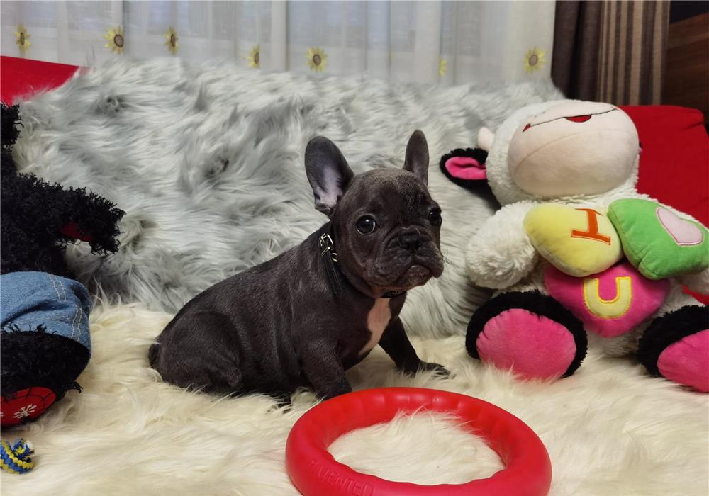 BULLDOG FRANCEZ, PUI BULDOG FRANCEZ