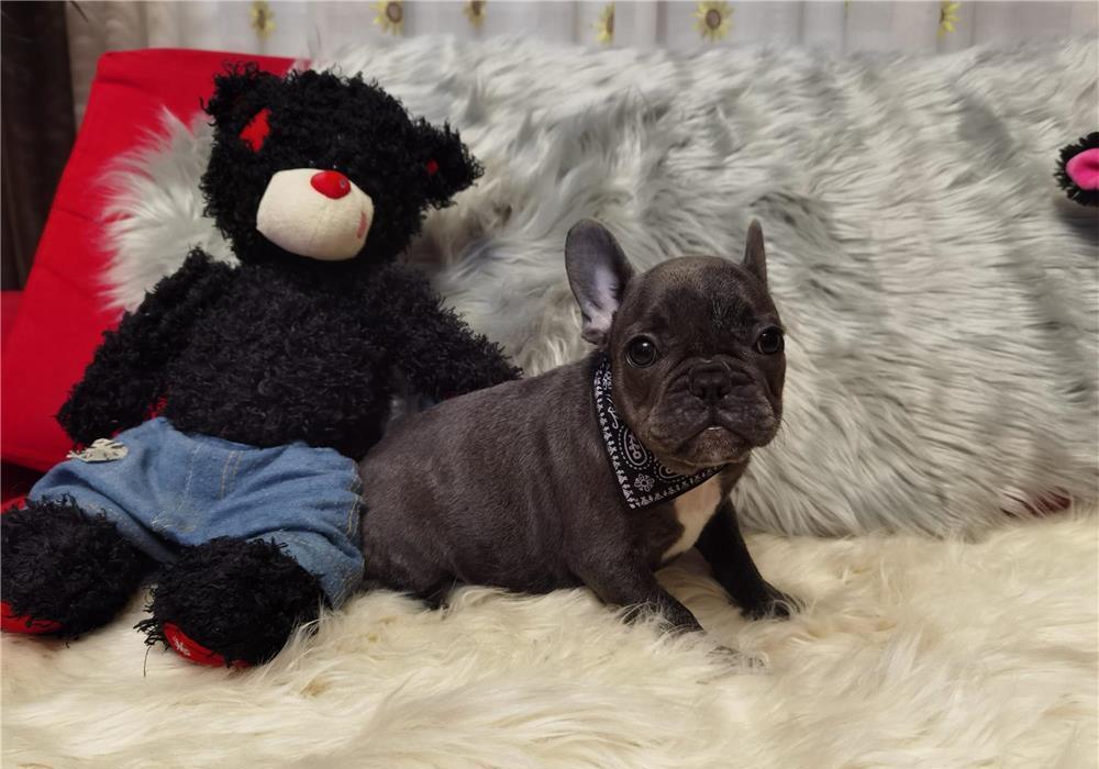 BULLDOG FRANCEZ, PUI BULDOG FRANCEZ