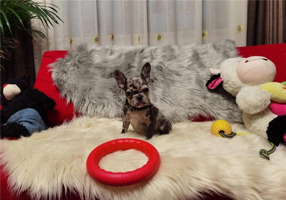 BULLDOG FRANCEZ, PUI BULDOG FRANCEZ