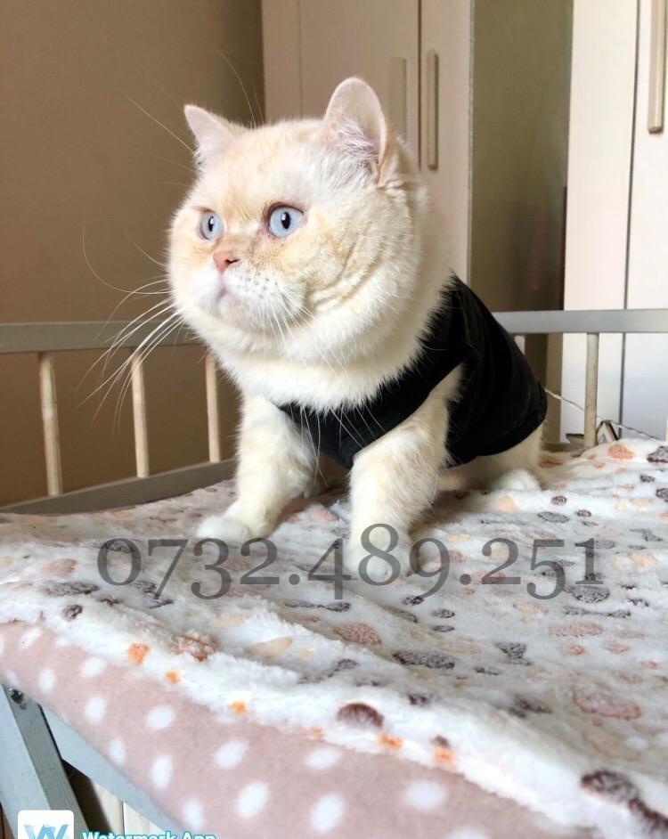 Buna fetelor ! Bsh white golden tabby Monta