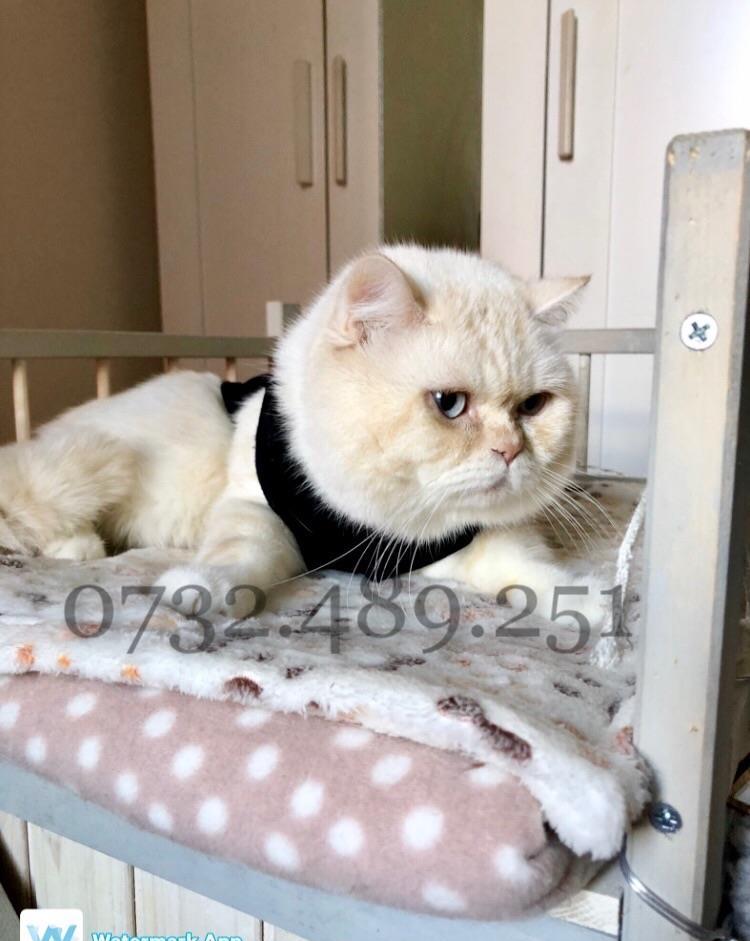Buna fetelor ! Bsh white golden tabby Monta