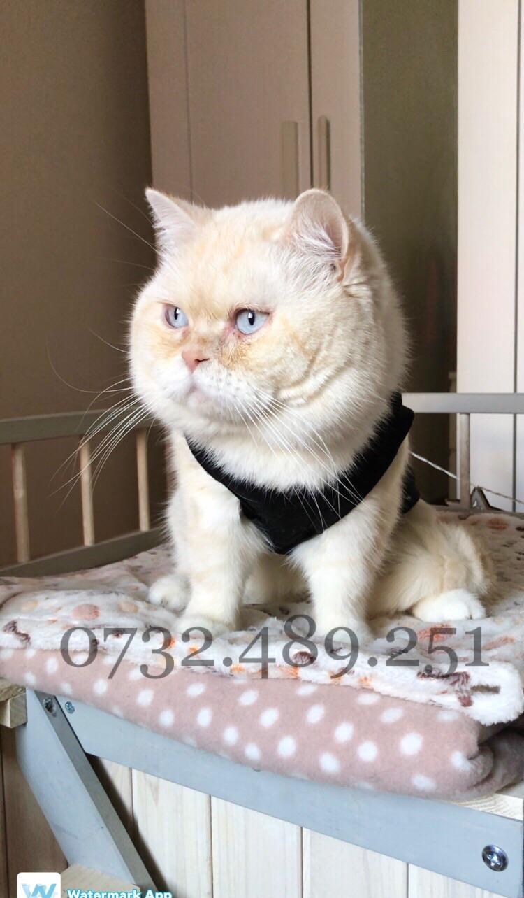 Buna fetelor ! Bsh white golden tabby Monta