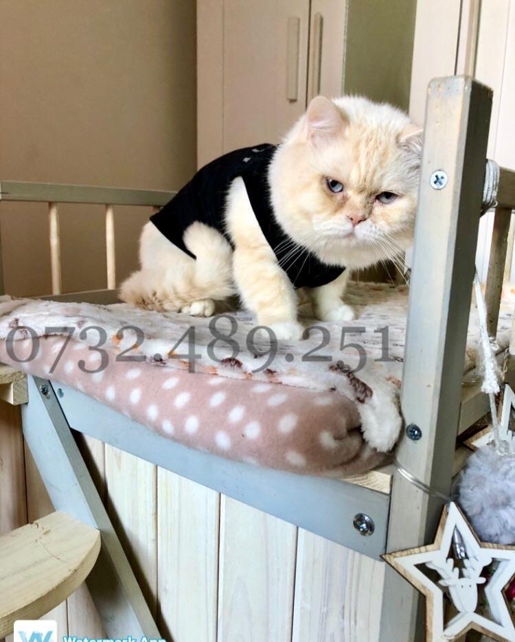 Buna fetelor ! Bsh white golden tabby Monta