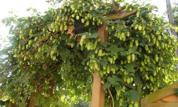 Butasi Hamei Hallertauer,Northern Brewer,Saaz ,Styrian Goldings,Cascade-10+5 gratis