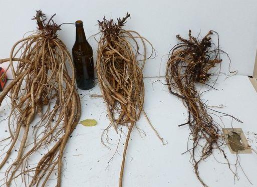 Butasi Hamei Hallertauer,Northern Brewer,Saaz ,Styrian Goldings,Cascade-10+5 gratis