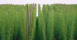Butasi Hamei Hallertauer,Northern Brewer,Saaz ,Styrian Goldings,Cascade-10+5 gratis