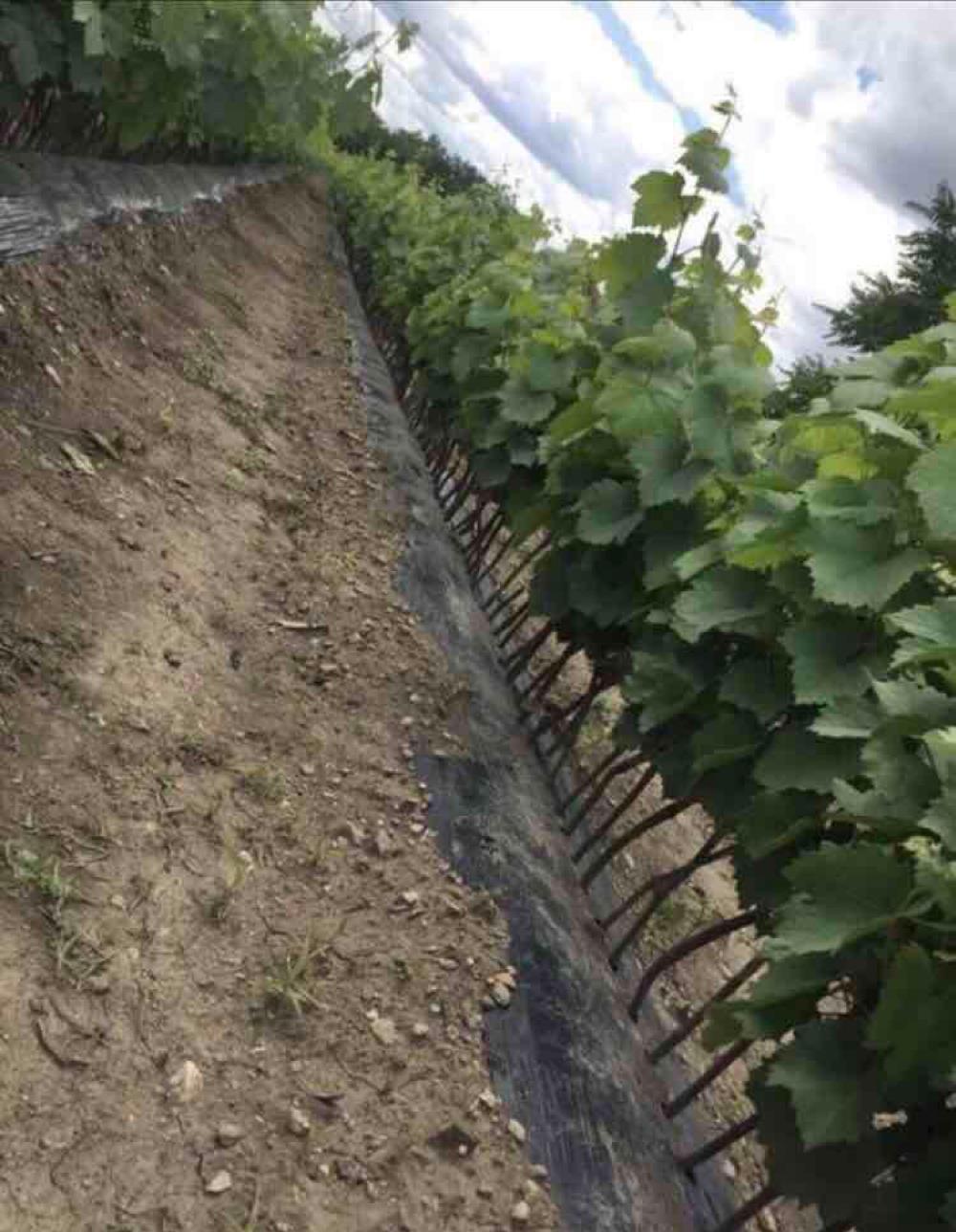 Butasi vita de vie altoitii ( cu radacina ) și pomi altoiti