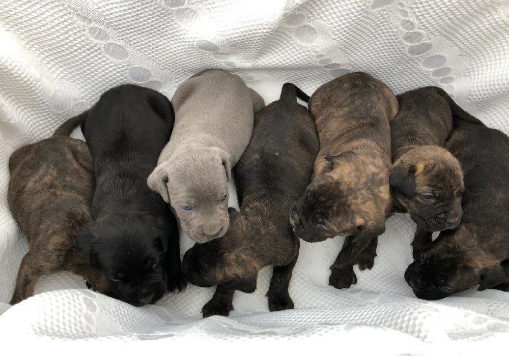 c țeii cane corso..originali de vanzare..cu vaccinurile facute la zi..