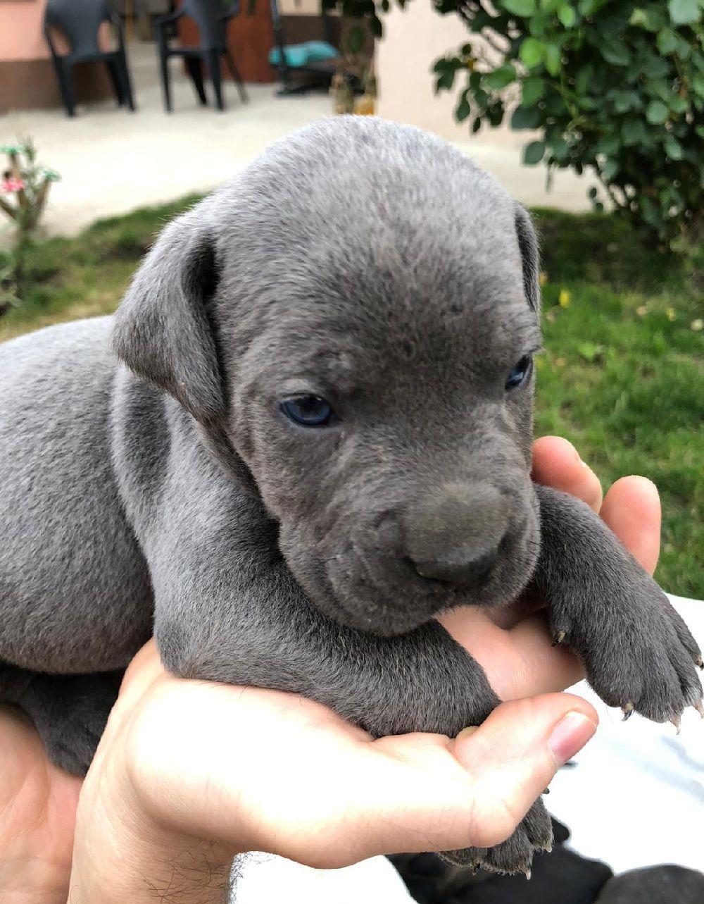 c țeii cane corso..originali de vanzare..cu vaccinurile facute la zi..