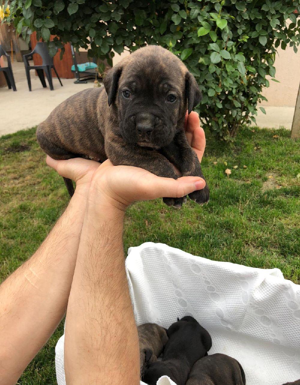 c țeii cane corso..originali de vanzare..cu vaccinurile facute la zi..