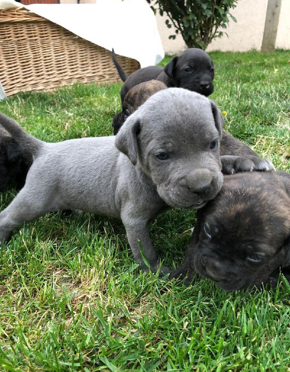 c țeii cane corso..originali de vanzare..cu vaccinurile facute la zi..