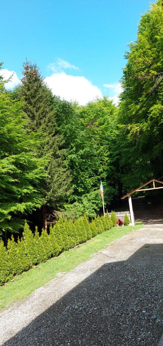 Cabana Corbi-Nucsoara