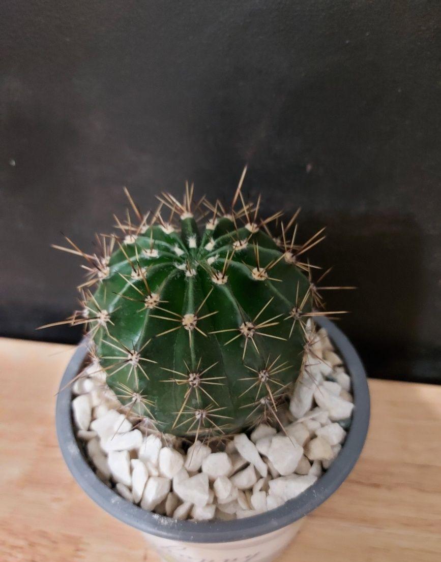 Cactus Echinopsis