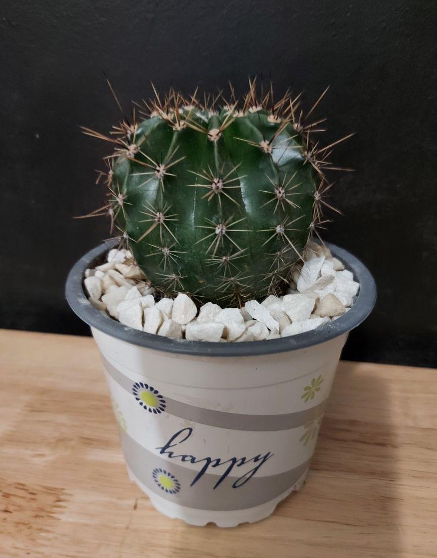 Cactus Echinopsis