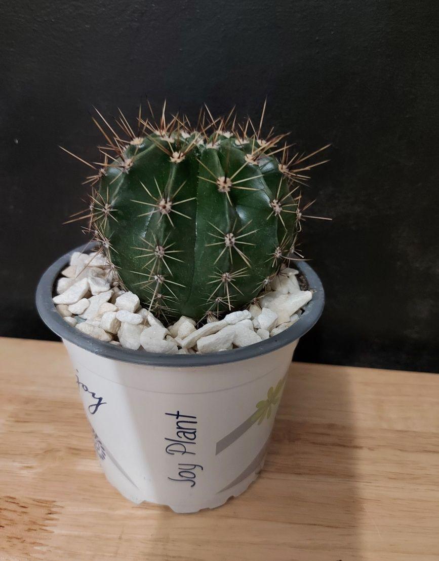 Cactus Echinopsis
