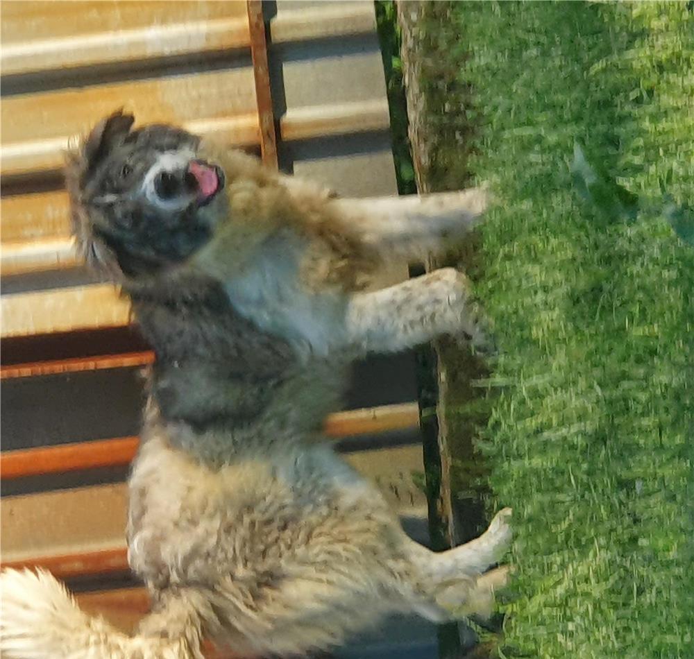 câine ciobanesc  caucazian