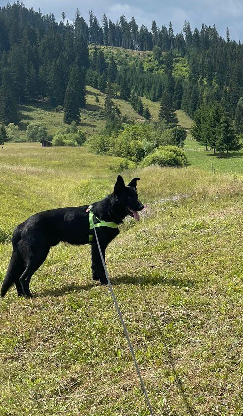 Câine Ciobănesc German alsalcian