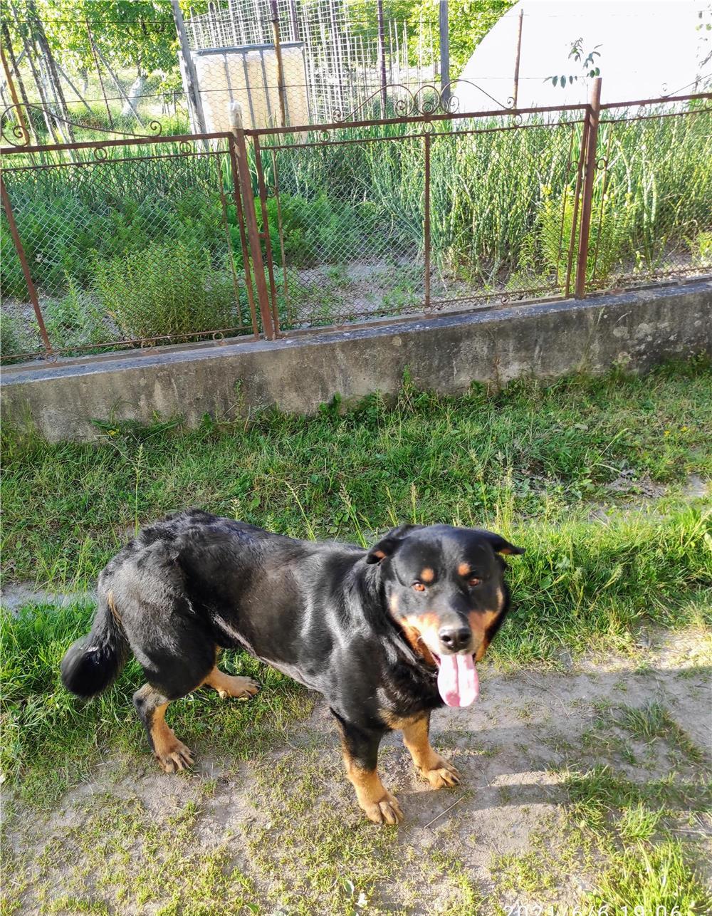 Caine de rasa "Rotweiller"