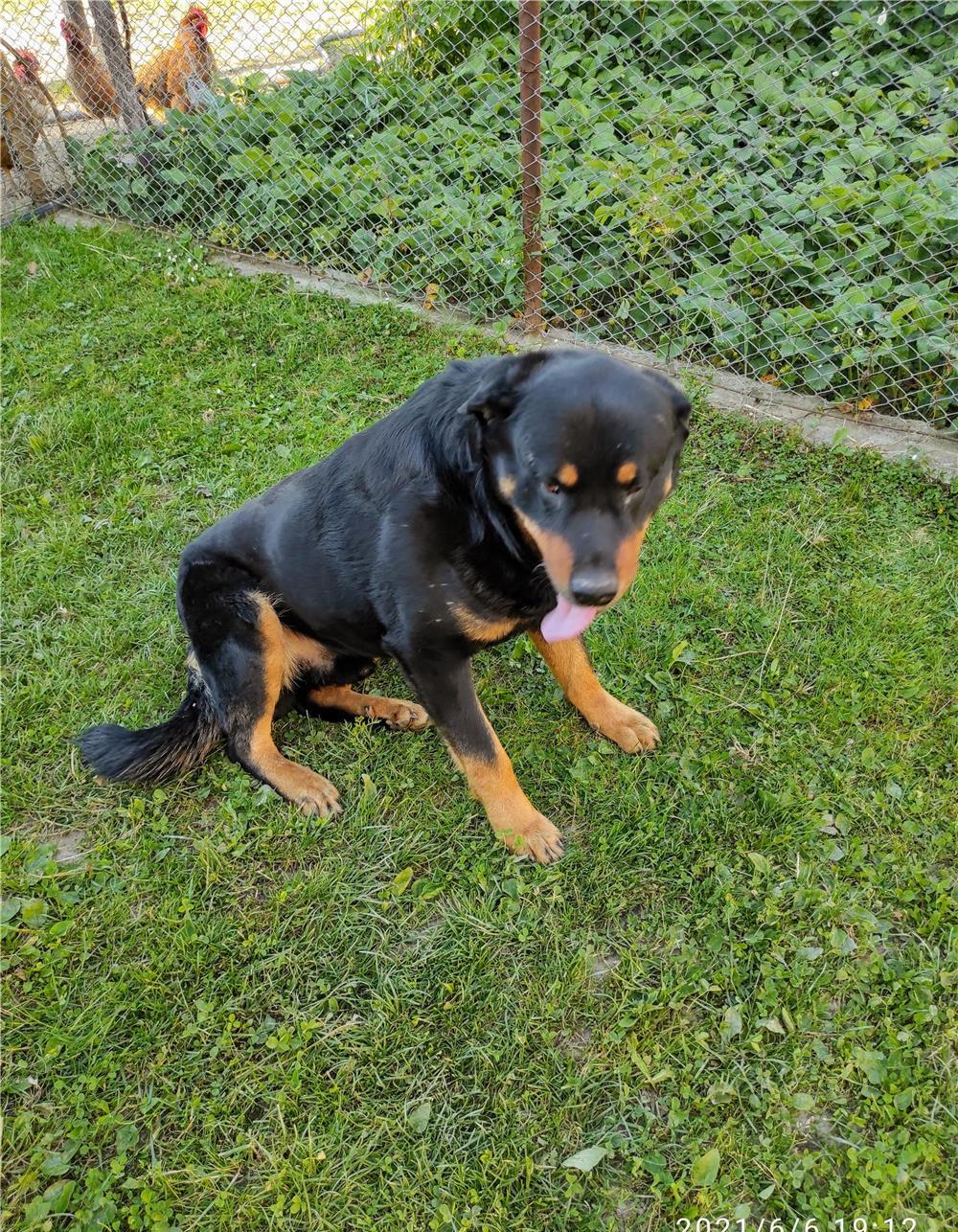 Caine de rasa "Rotweiller"
