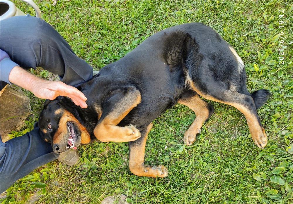 Caine de rasa "Rotweiller"