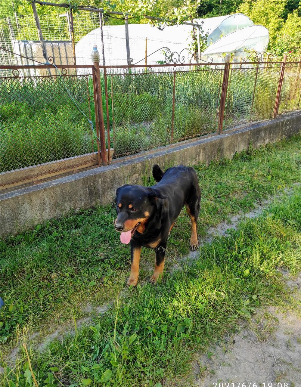 Caine de rasa "Rotweiller"
