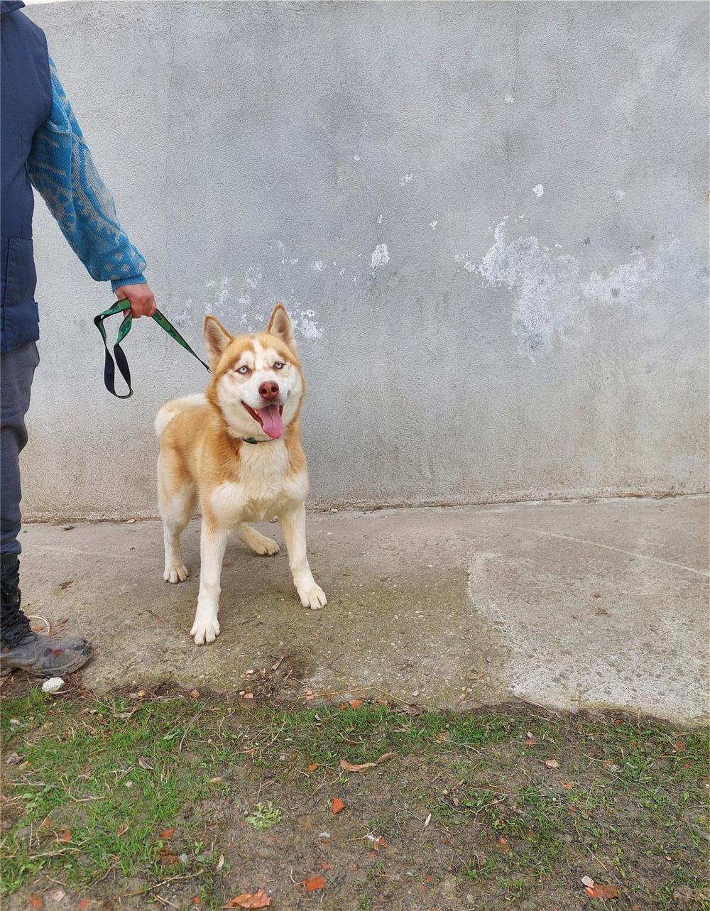 Caine HUSKY