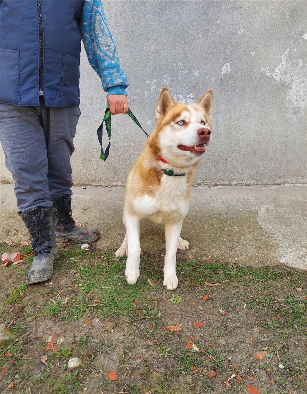 Caine HUSKY