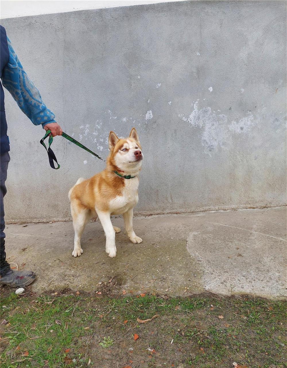 Caine HUSKY