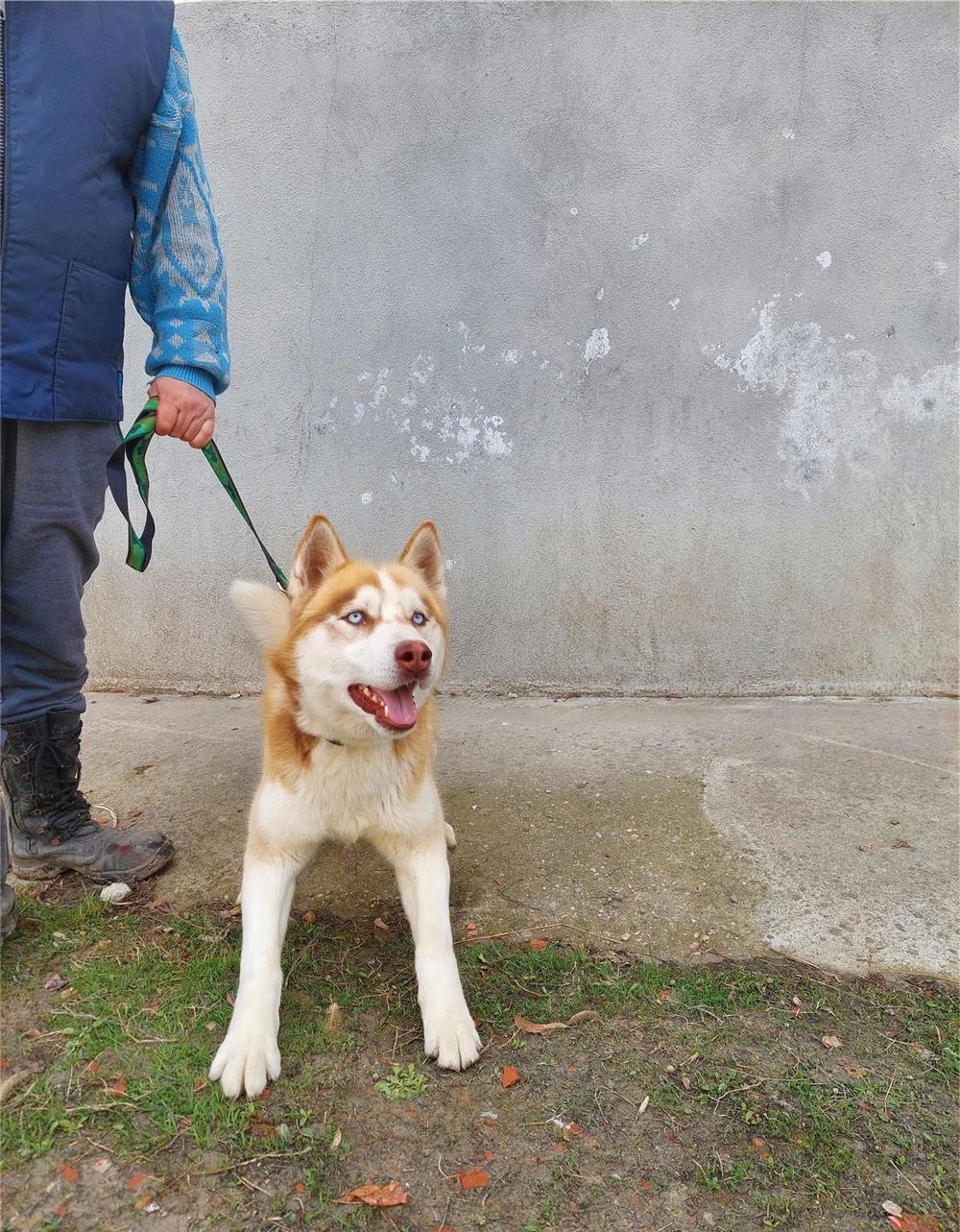 Caine HUSKY