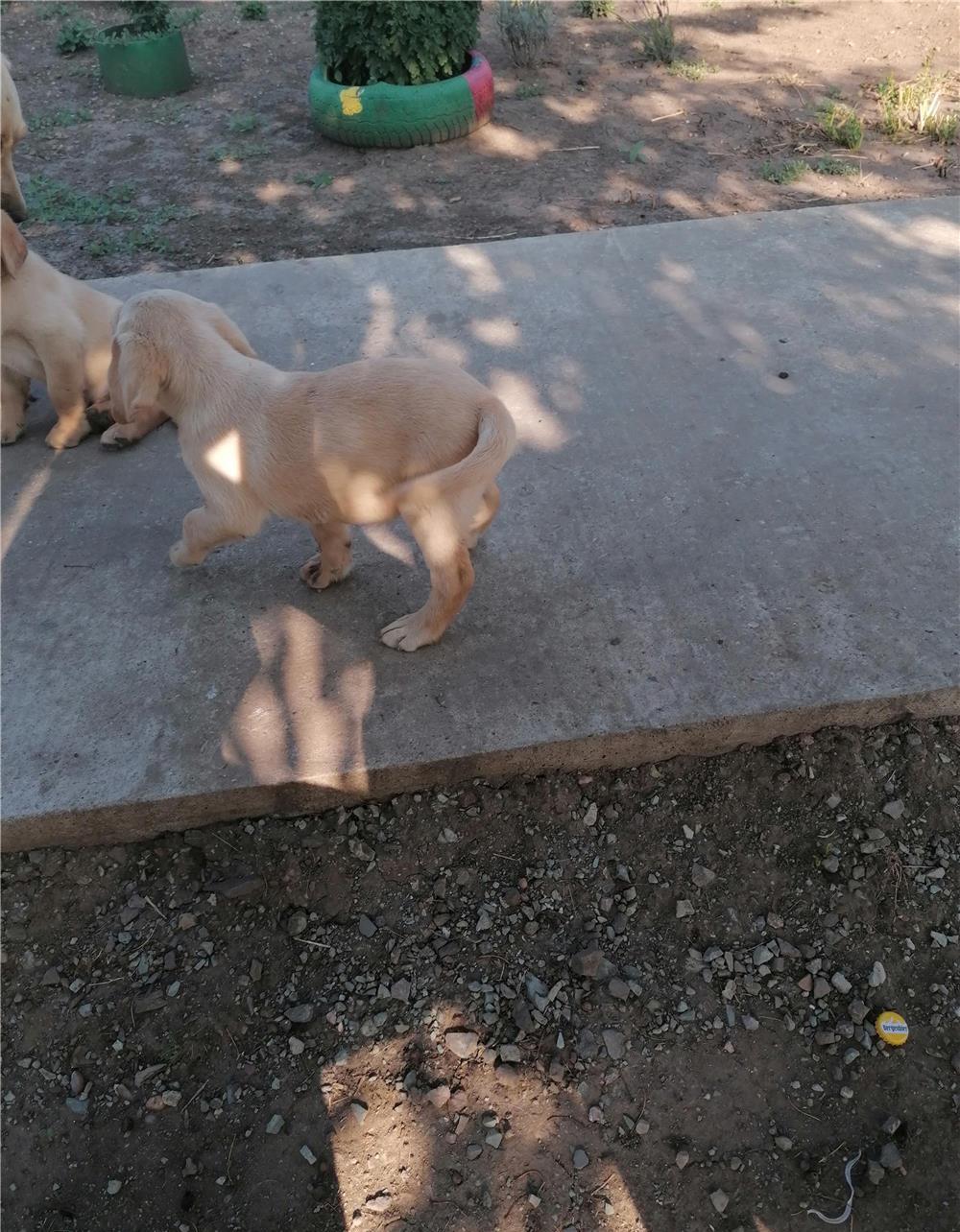 Câine labrador retriever crem