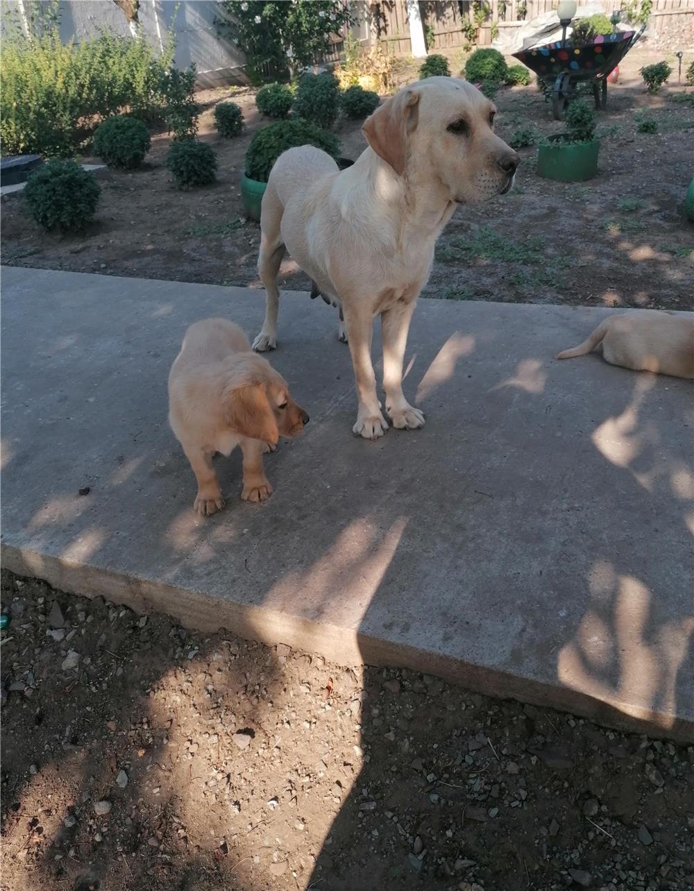 Câine labrador retriever crem