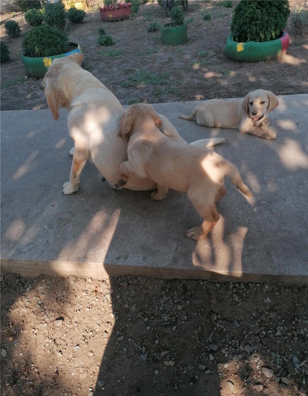 Câine labrador retriever crem