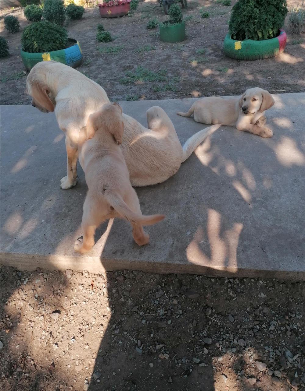 Câine labrador retriever crem